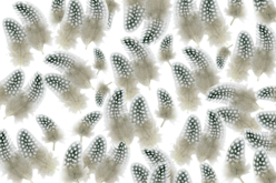 plumes naturelle poule - Plumes décoratives - 10doigts.fr