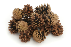 pommes de pin 5 à 8 cm - Décors nature - 10doigts.fr