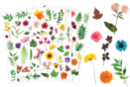 Stickers Herbier - 3 planches (112 pcs) - Gommettes Réalistes - 10doigts.fr