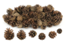Set d'envrion 125 pommes de pin - 4 à 5 cm - Décors nature - 10doigts.fr