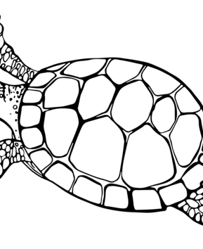 Animaux-marins9 - 10doigts.fr