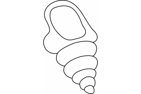 Coloriage Coquillage 03 – 10doigts.fr
