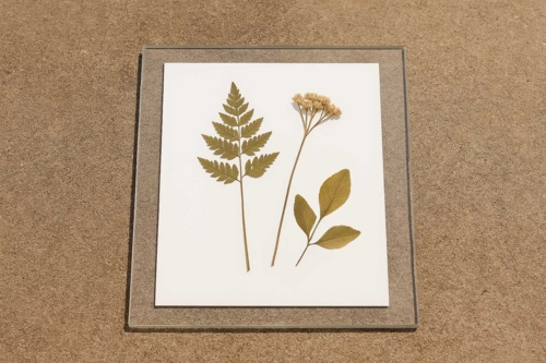 Etape 2 : Exposition à la lumière - 