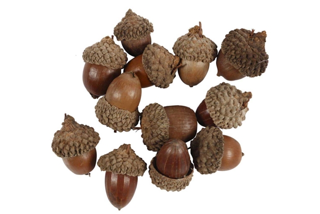 12 glands naturels - Fleurs séchées et pommes de pin pour les loisirs créatifs - 10doigts.fr