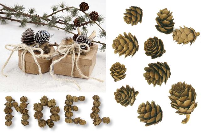 Pommes de pins - Fleurs séchées et pommes de pin pour les loisirs créatifs - 10doigts.fr