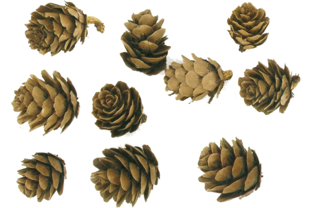 Pommes de pins - Fleurs séchées et pommes de pin pour les loisirs créatifs - 10doigts.fr