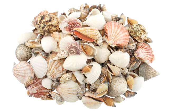 assortiment coquillages 1 kg - Galets et coquillages - 10doigts.fr