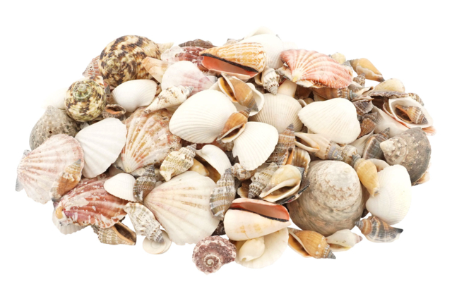 assortiment coquillages pas cher 1 kg - Galets et coquillages - 10doigts.fr