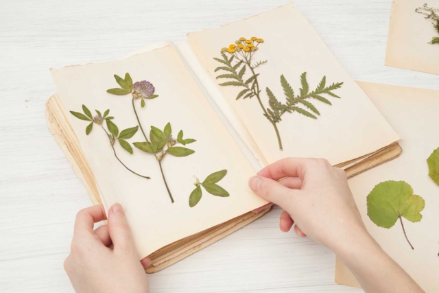cahier herbier - Kits animaux et nature : créez votre propre univers sauvage - 10doigts.fr