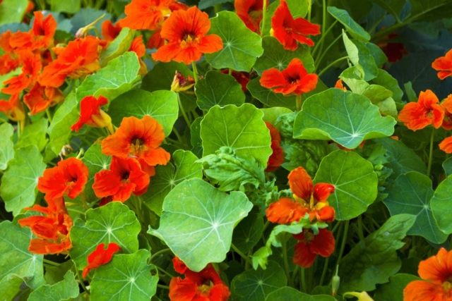 capucine rouge - Jardinage enfants - 10doigts.fr