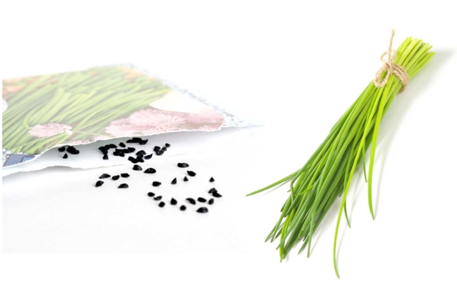 CIBOULETTE - Jardinage enfants - 10doigts.fr