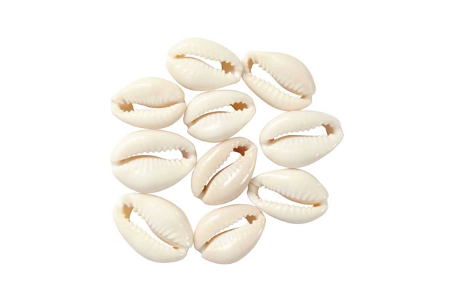 Coquillages Cauri naturels - 12 pièces - Perles Heishi et coquillages - 10doigts.fr