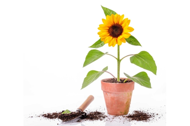 fleur tournesol - Jardinage enfants - 10doigts.fr