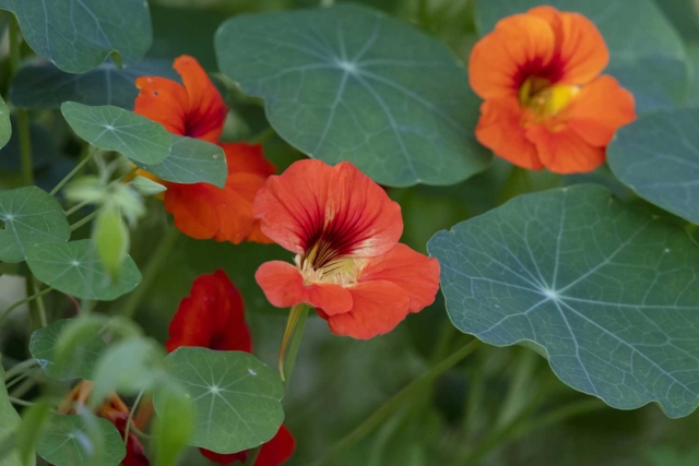 fleurs capucines - Jardinage enfants - 10doigts.fr
