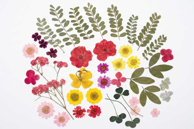 fleurs séchées 40 pièces - Fleurs séchées et pommes de pin pour les loisirs créatifs - 10doigts.fr