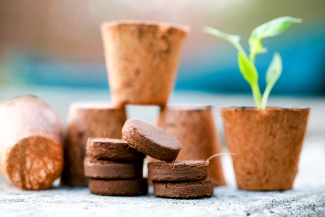 Galets de tourbe - Jardinage enfants - 10doigts.fr