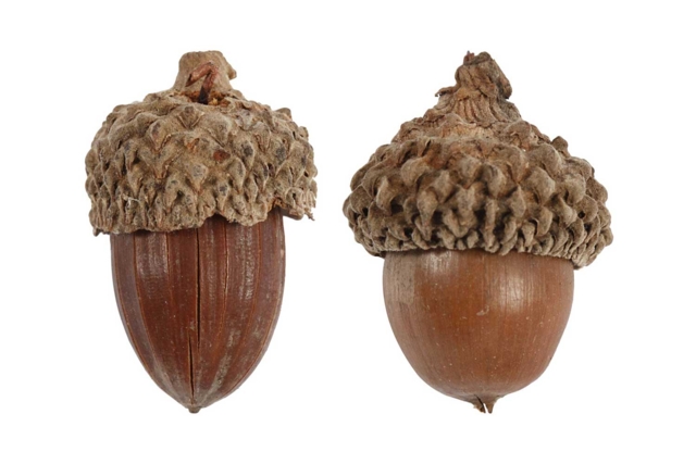 gland décors - Fleurs séchées et pommes de pin pour les loisirs créatifs - 10doigts.fr