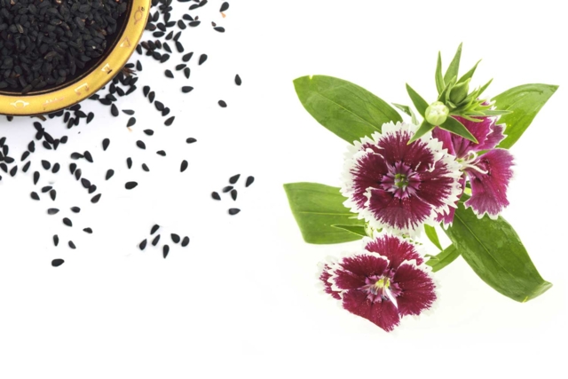 graine à planter oeillet - Jardinage enfants - 10doigts.fr