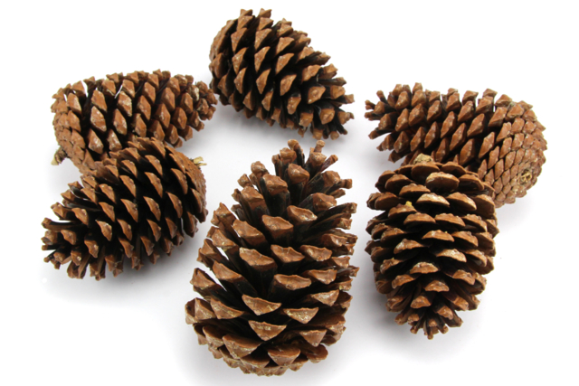 grande pomme de pin - Décors nature : matériaux naturels pour les loisirs créatifs - 10doigts.fr