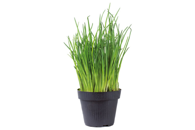 Kit du petit Jardinier : Ciboulette - Jardinage enfants - 10doigts.fr