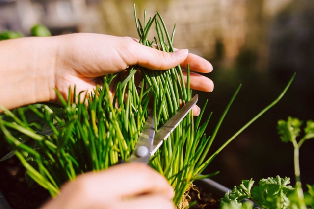 plante aromatique ciboulette - Jardinage enfants - 10doigts.fr