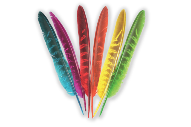 Plumes 6 couleurs 18 à 19,5 cm x 24 pcs - Plumes décoratives - 10doigts.fr