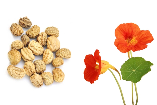 poppy - Jardinage enfants - 10doigts.fr