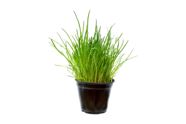 pot de ciboulette - Jardinage enfants - 10doigts.fr