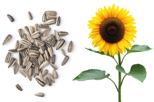 tournesol graines - Jardinage enfants - 10doigts.fr